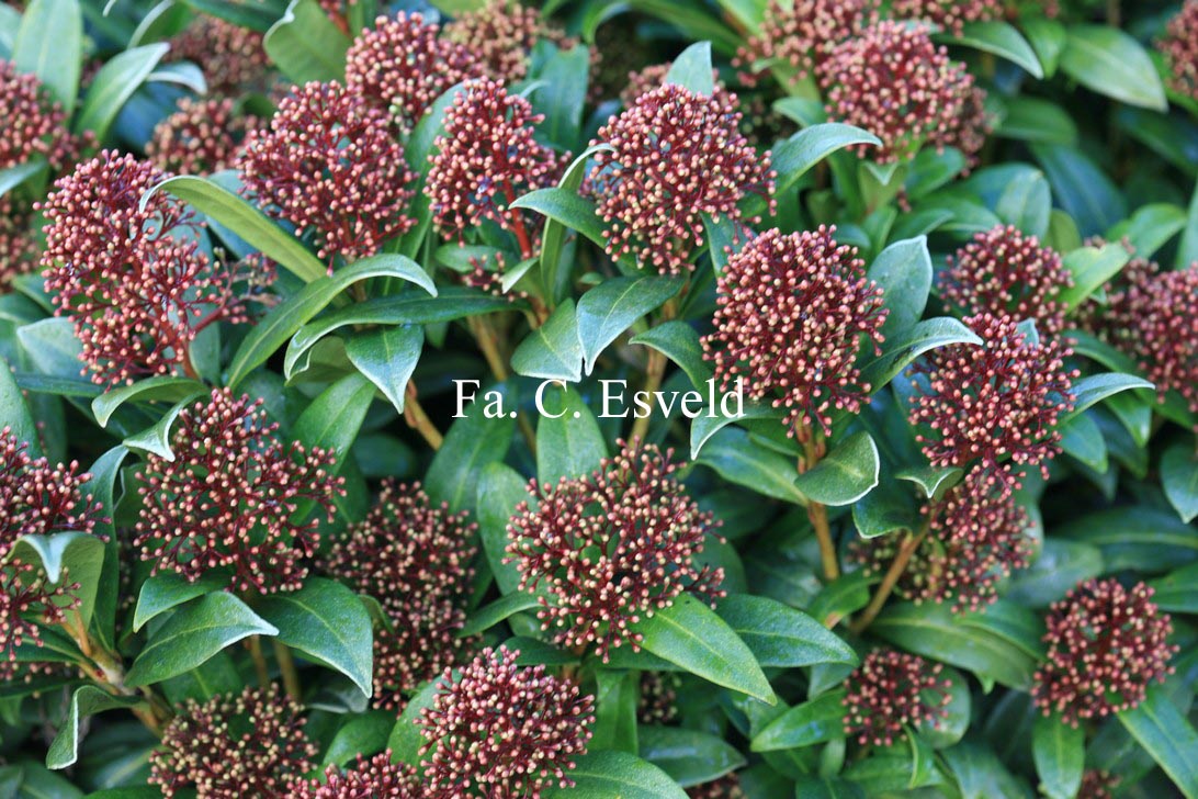Skimmia japonica 'Emerald King'