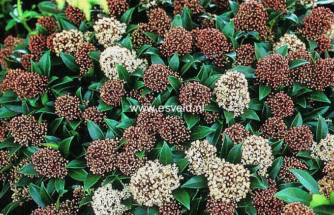Skimmia japonica 'Godrie's Dwarf'