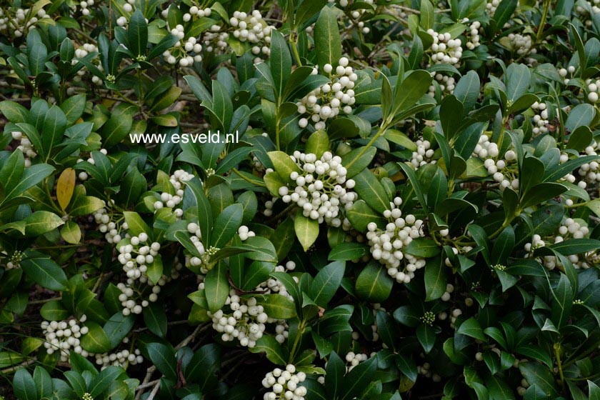 Skimmia japonica 'Kew White'