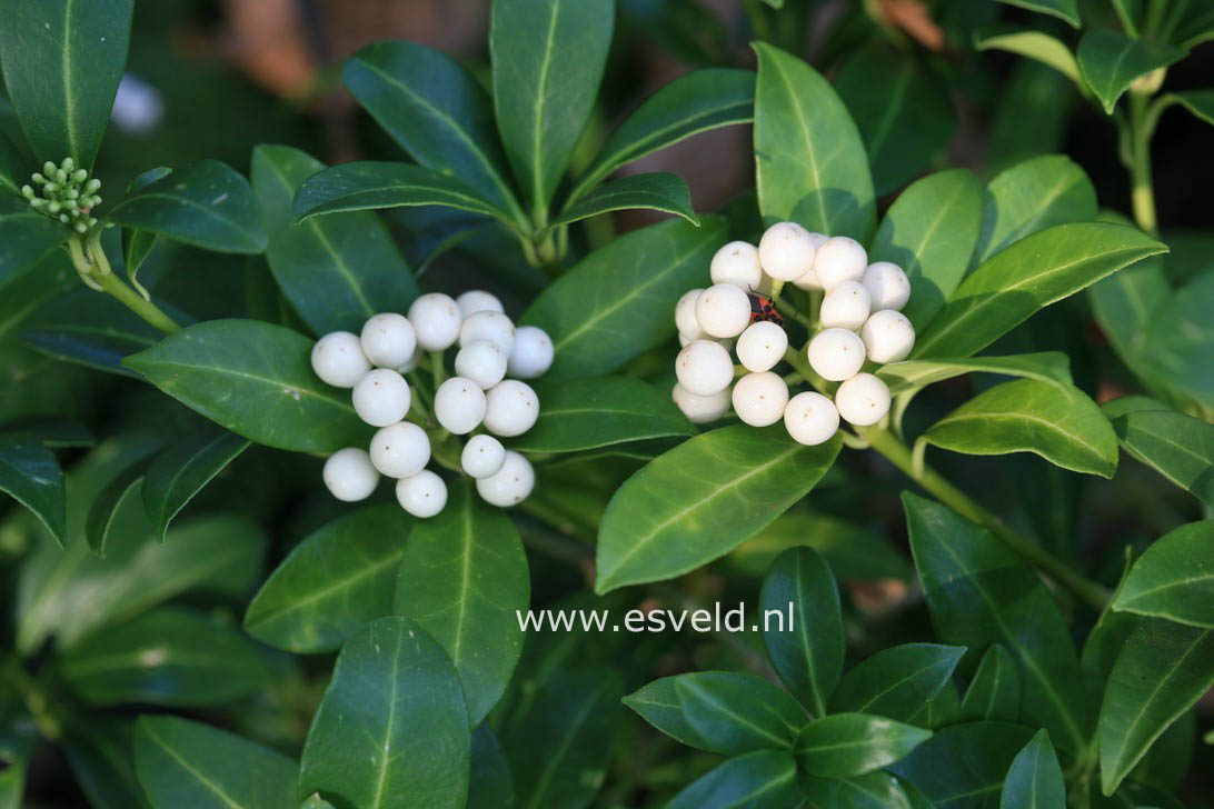 Skimmia japonica 'Wakehurst White'