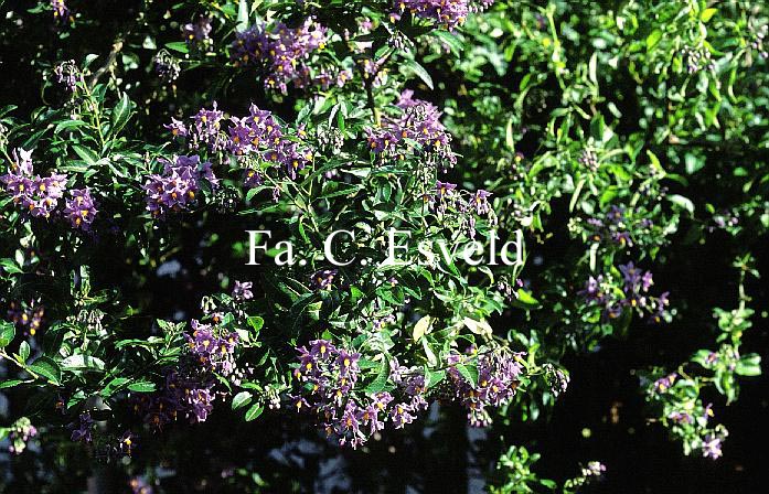 Solanum crispum 'Glasnevin'