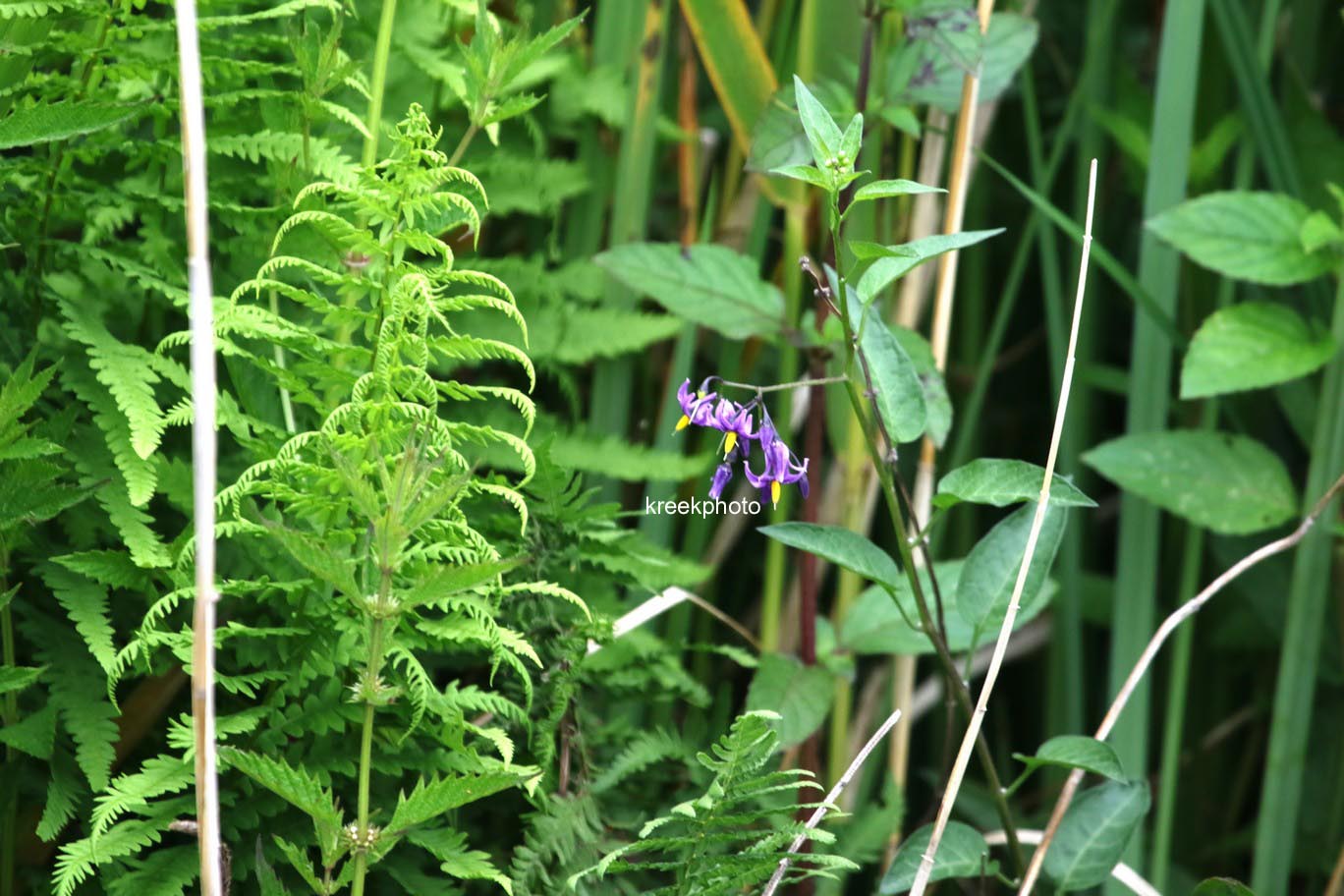 Solanum dulcamara