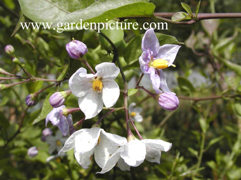 Solanum jasminioides