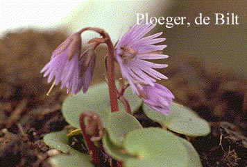 Soldanella montana