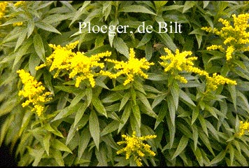 Solidago 'Dzintra'