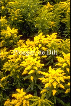 Solidago 'Goldkind' (GOLDEN BABY) Solidago 'Goldkind' (GOLDEN BABY)