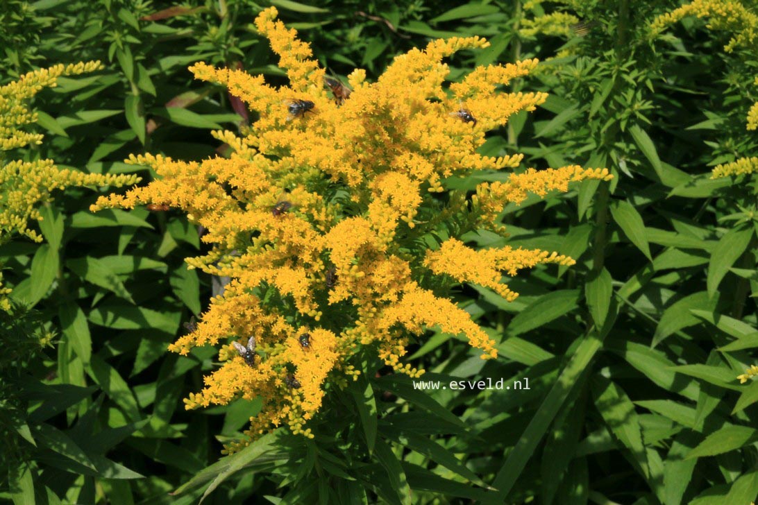 Solidago 'Perkeo'