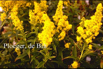 Solidago 'Praecox'