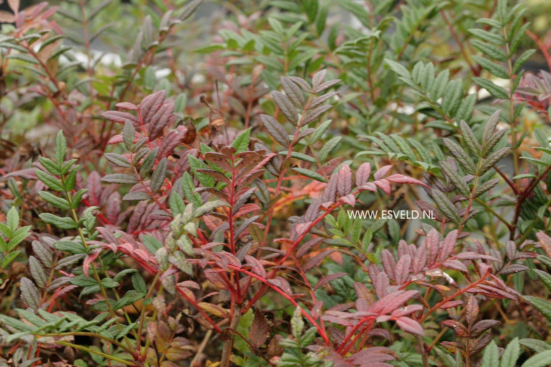 Solidago 'Septembergold'