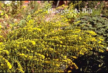 Solidago caesia