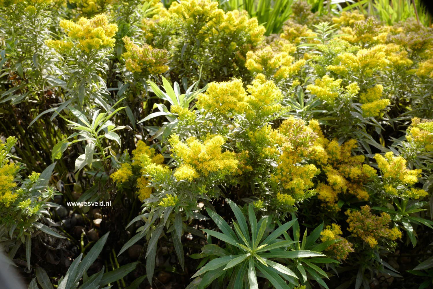 Solidago cutleri