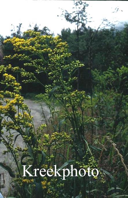Solidago odora