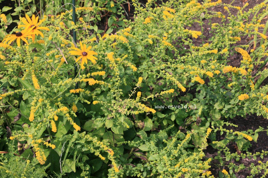 Solidago sphacelata 'Golden Fleece' (35301)