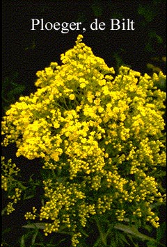 Solidaster luteus 'Lemore'