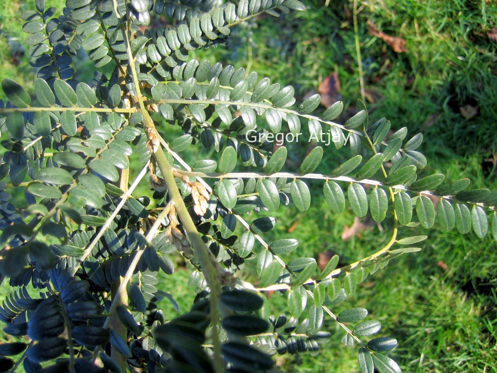 Sophora microphylla 'Hilsop' (SUN KING)