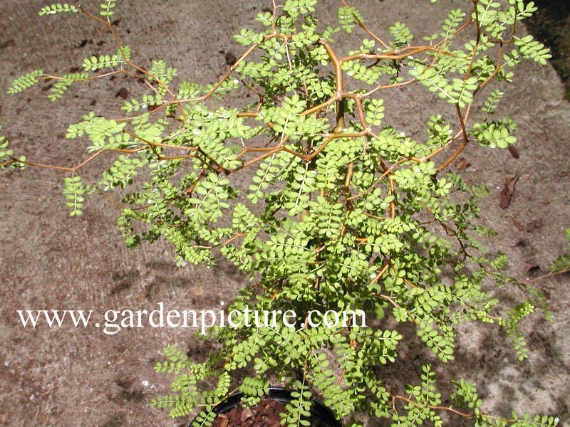 Sophora microphylla 'Wigwag' Sophora microphylla 'Wigwag'