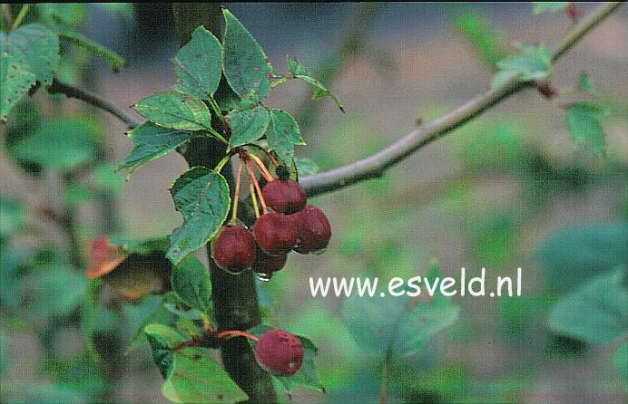 Sorbopyrus auricularis Sorbopyrus auricularis