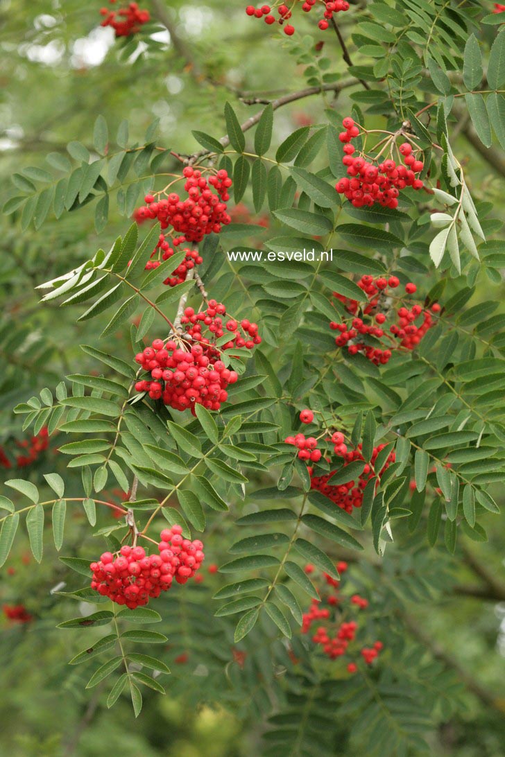 Sorbus 'Kewensis'