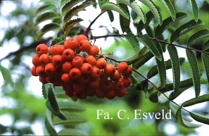 Sorbus 'Nevezhinskaja'