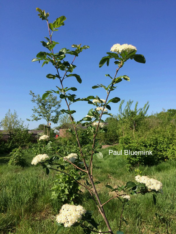 Sorbus 'Titan'