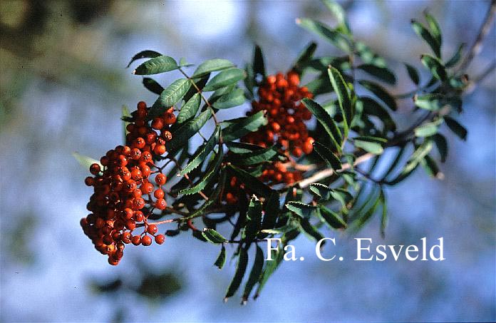 Sorbus amabilis