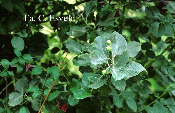 Sorbus aria 'Lutescens'