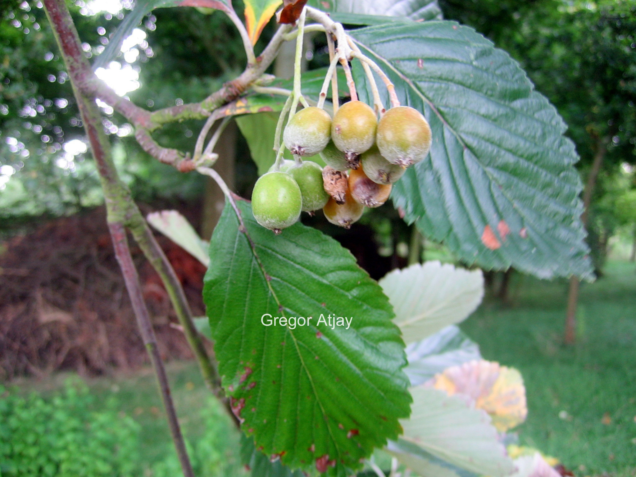 Sorbus aria 'Magnifica'