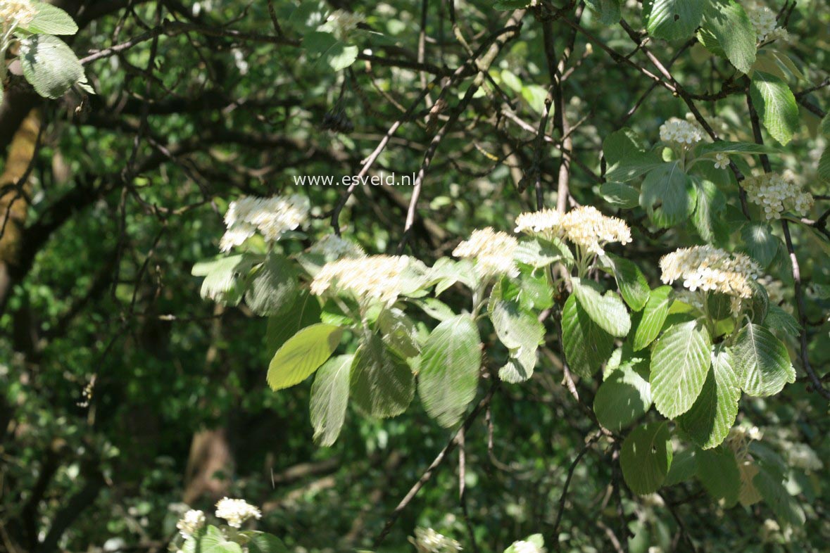 Sorbus aria 'Rotundifolia'