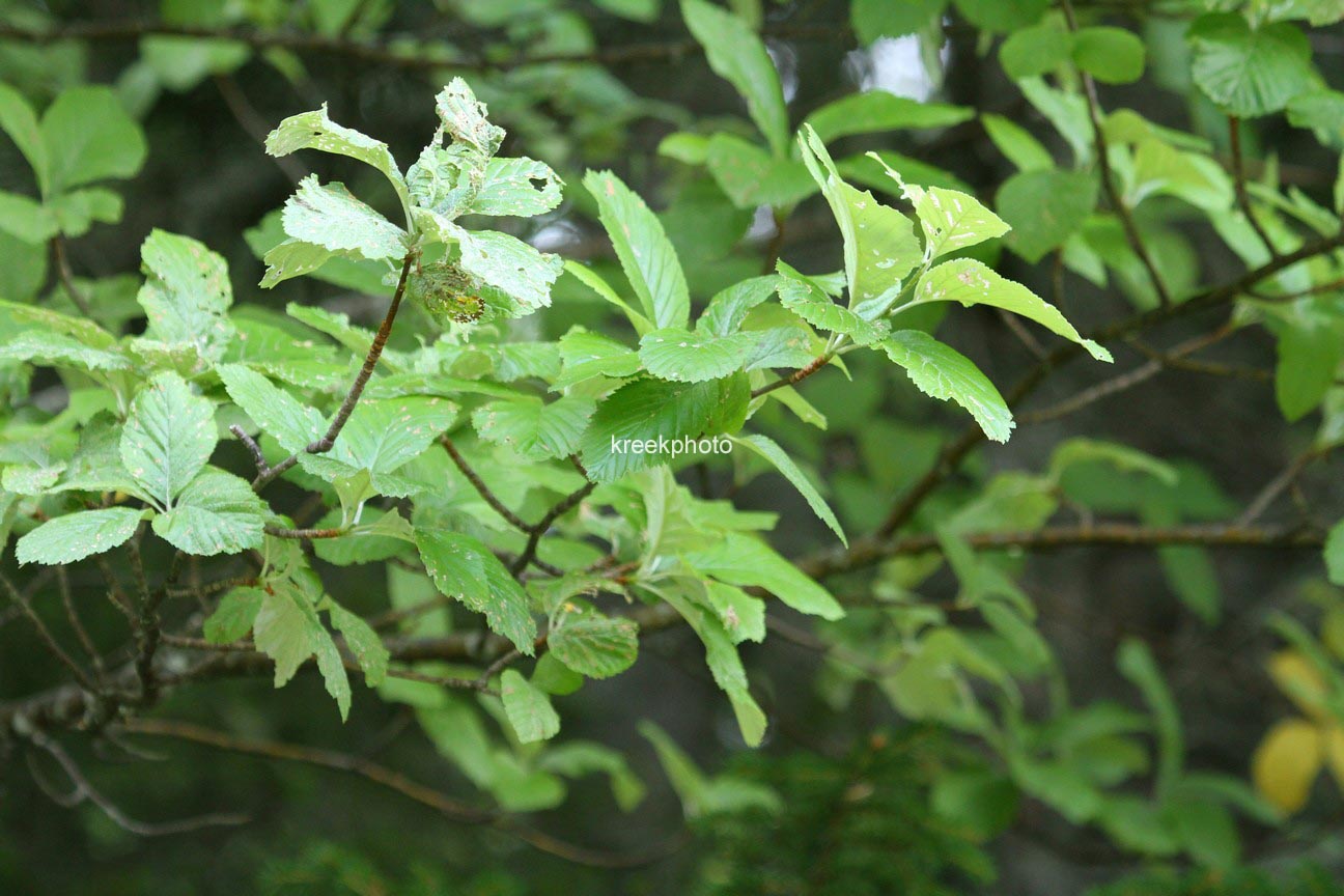 Sorbus aria