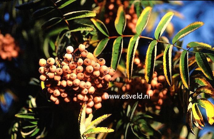 Sorbus arnoldiana 'Chamois Glowing Pink'