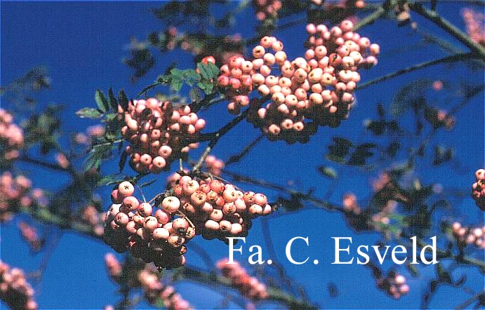 Sorbus arnoldiana 'Kirsten Pink' Sorbus arnoldiana 'Kirsten Pink'