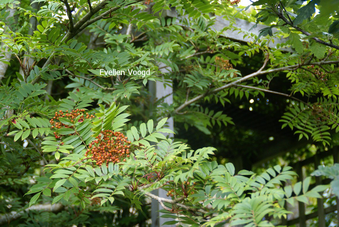 Sorbus arnoldiana 'Red Tip'