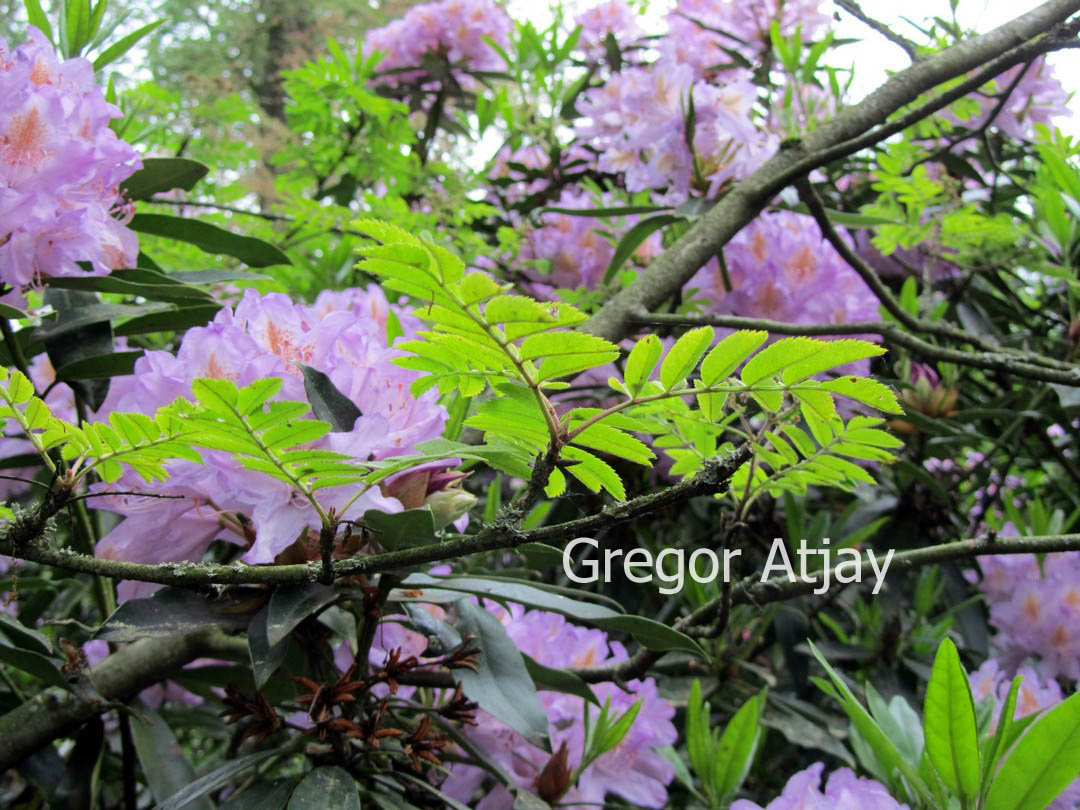 Sorbus aucuparia 'Dirkenii'
