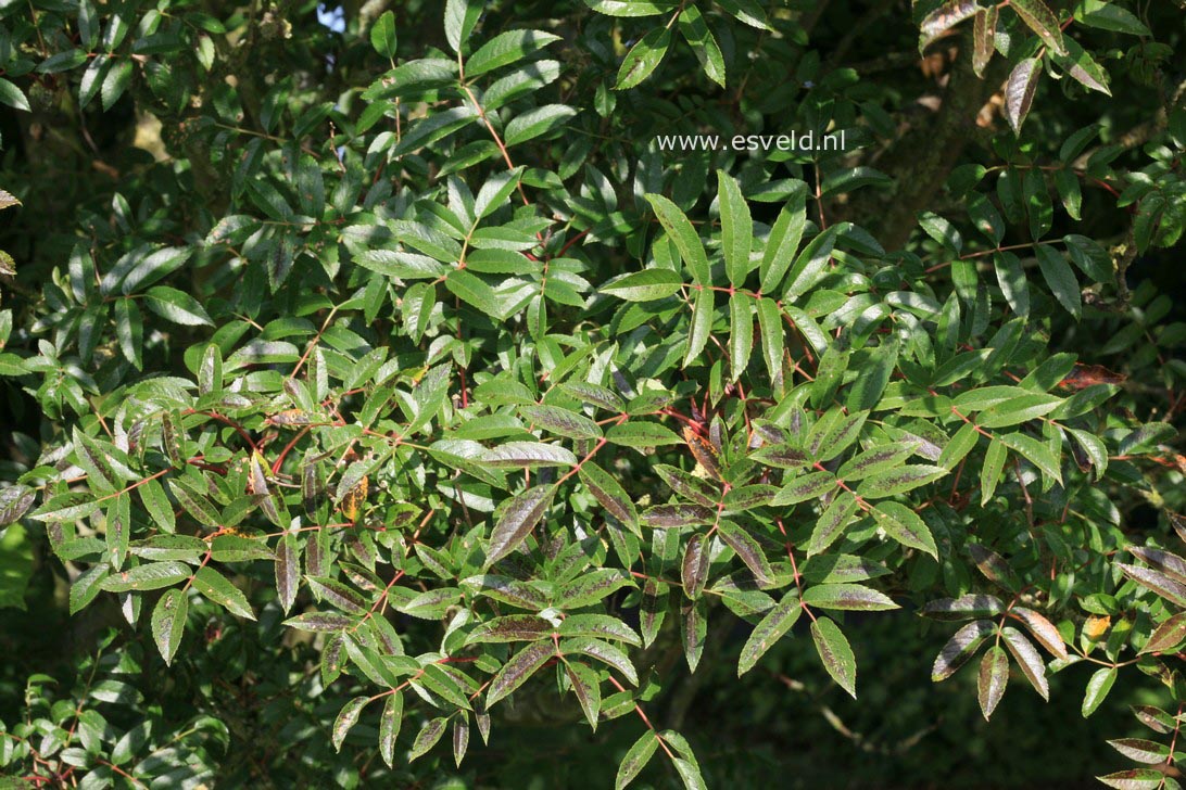 Sorbus commixta 'Carmencita'