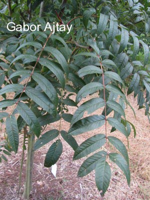 Sorbus decora