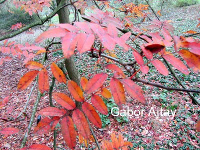 Sorbus discolor