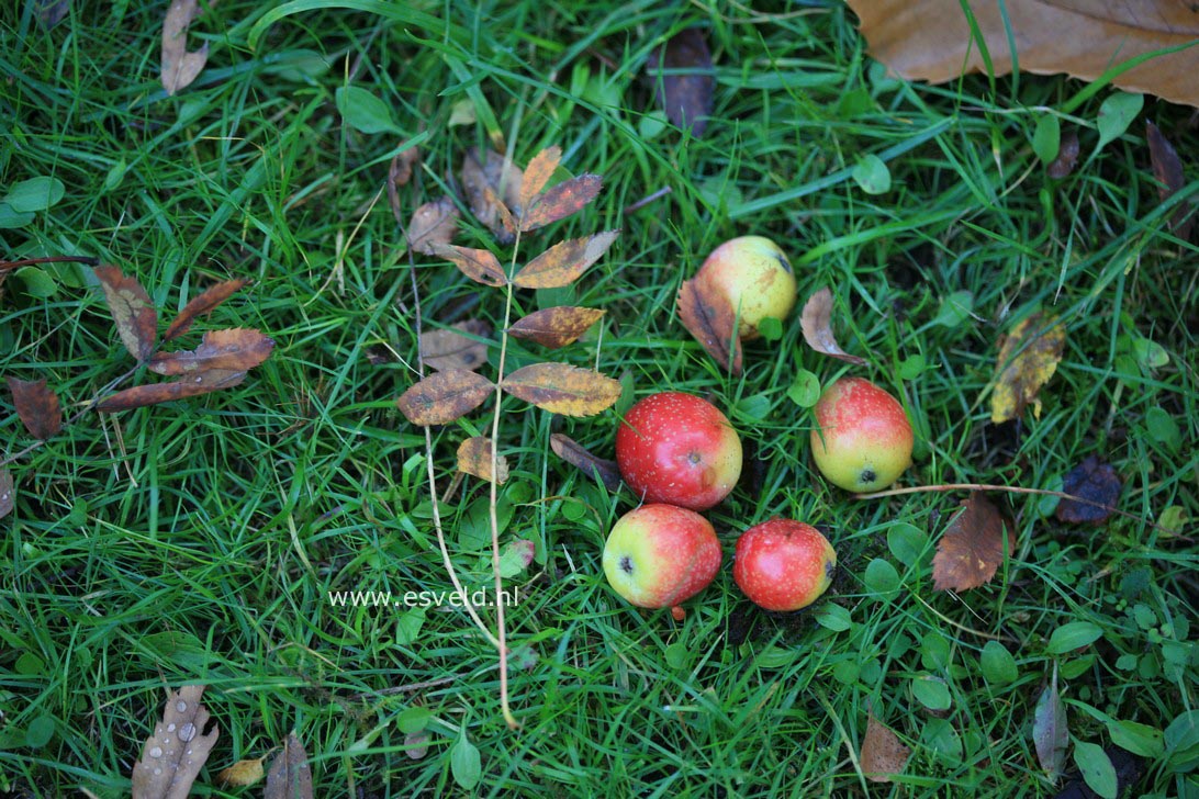 Sorbus domestica