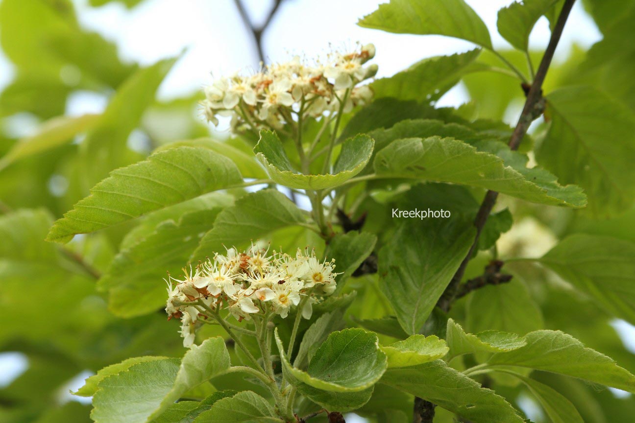 Sorbus dubia
