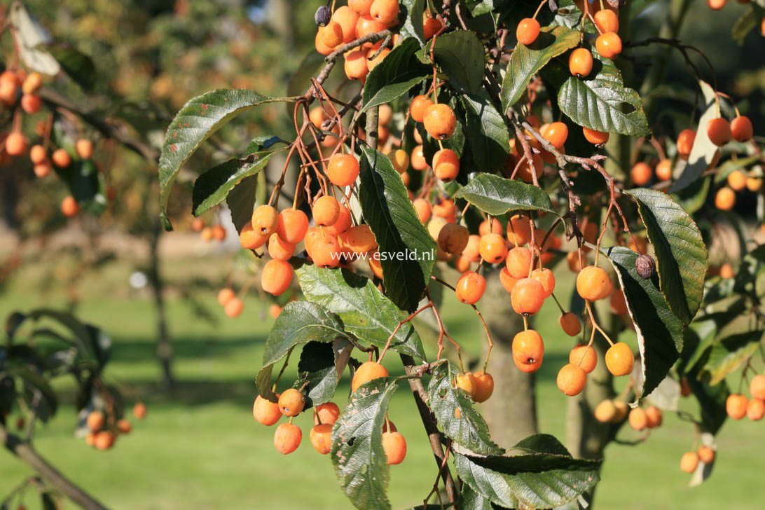 Sorbus folgneri 'Lemon Drop'