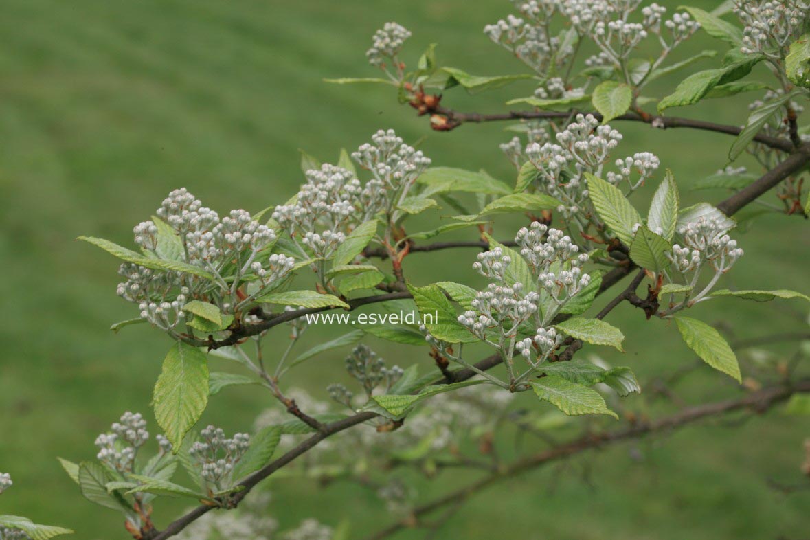 Sorbus folgneri