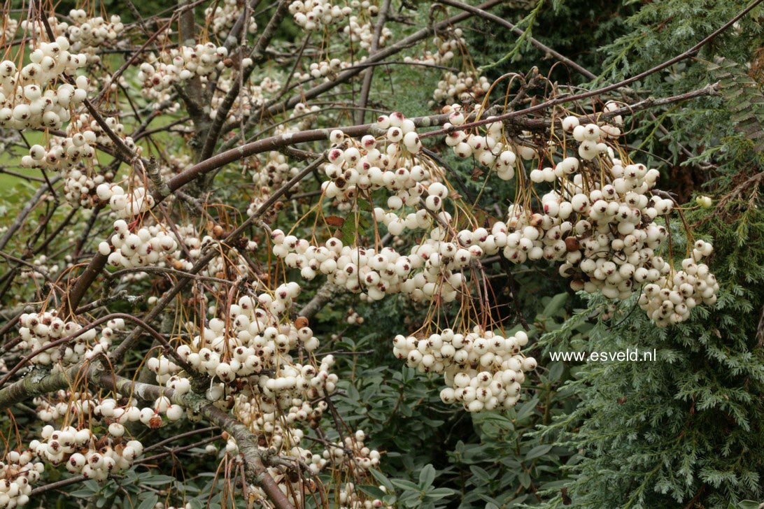 Sorbus frutescens