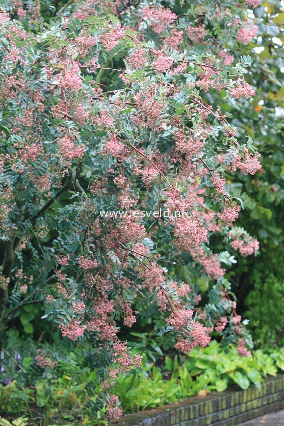 Sorbus hupehensis 'Rosea'