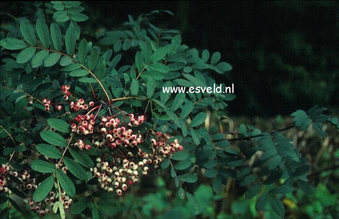Sorbus hupehensis obtusa