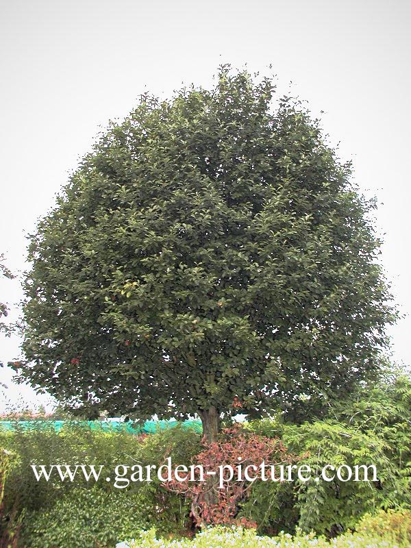 Sorbus latifolia 'Henk Vink' Sorbus latifolia 'Henk Vink'