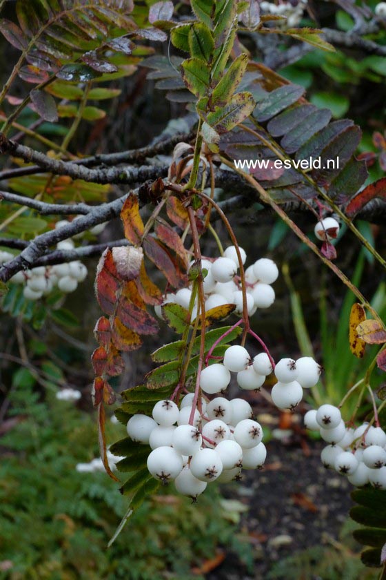 Sorbus munda (syn. S. prattii)