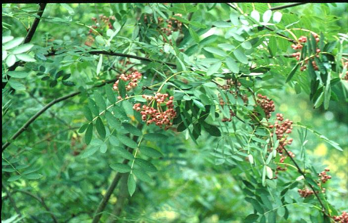 Sorbus oligodonta Sorbus oligodonta