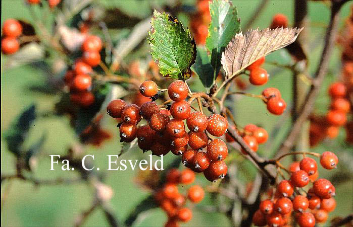 Sorbus semiincisa