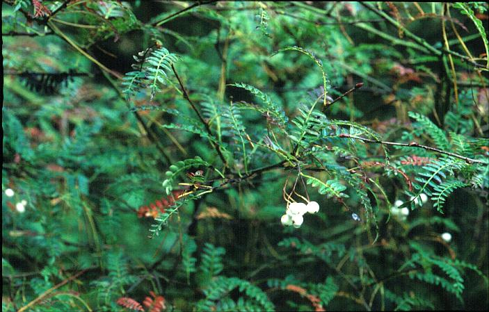Sorbus setschwanensis