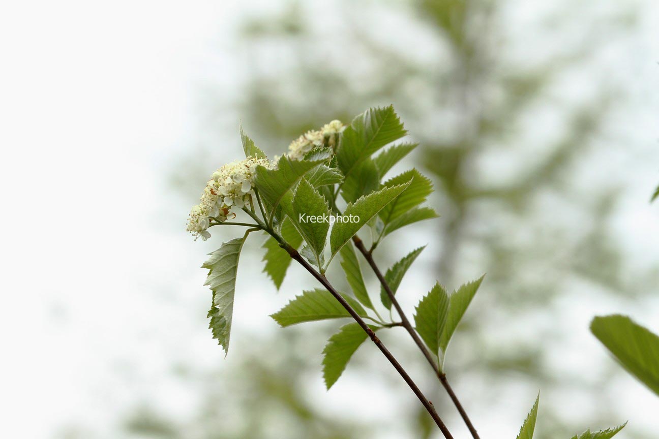 Sorbus simonkaiana