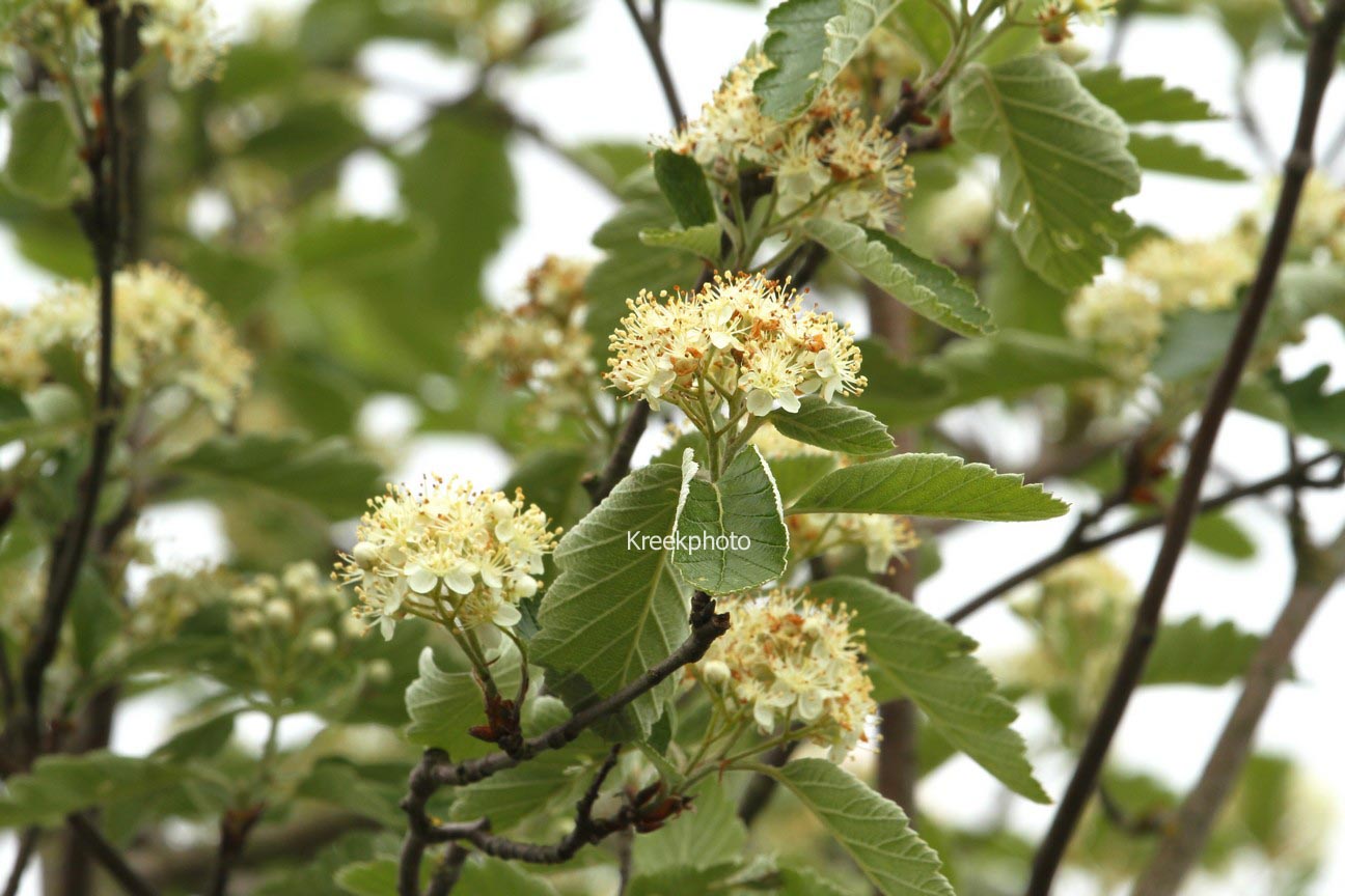 Sorbus subsimilis